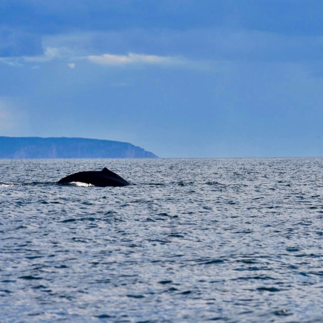 Dos de baleine dans la baie de Gaspé.